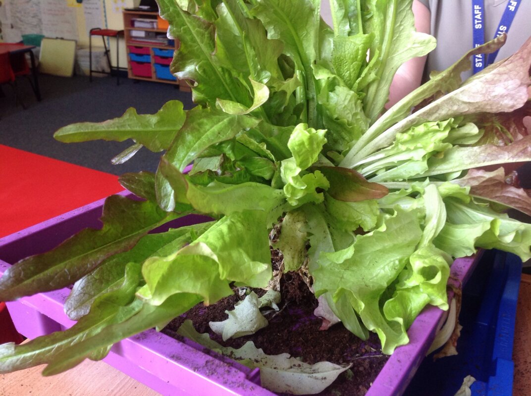 Image of Year 2's Lettuce