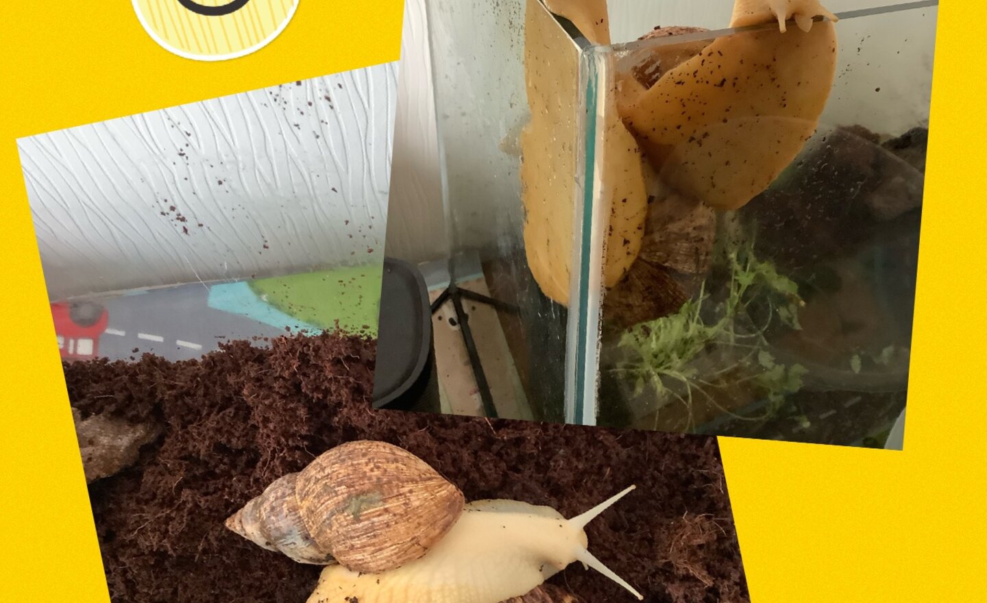 Image of An update from the snails ...