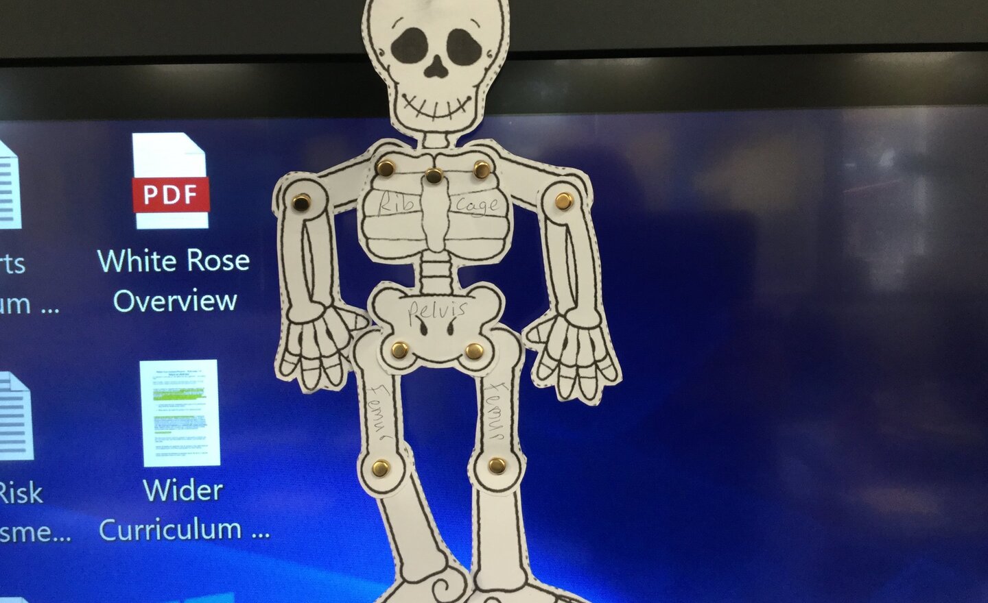 Image of Skeletons