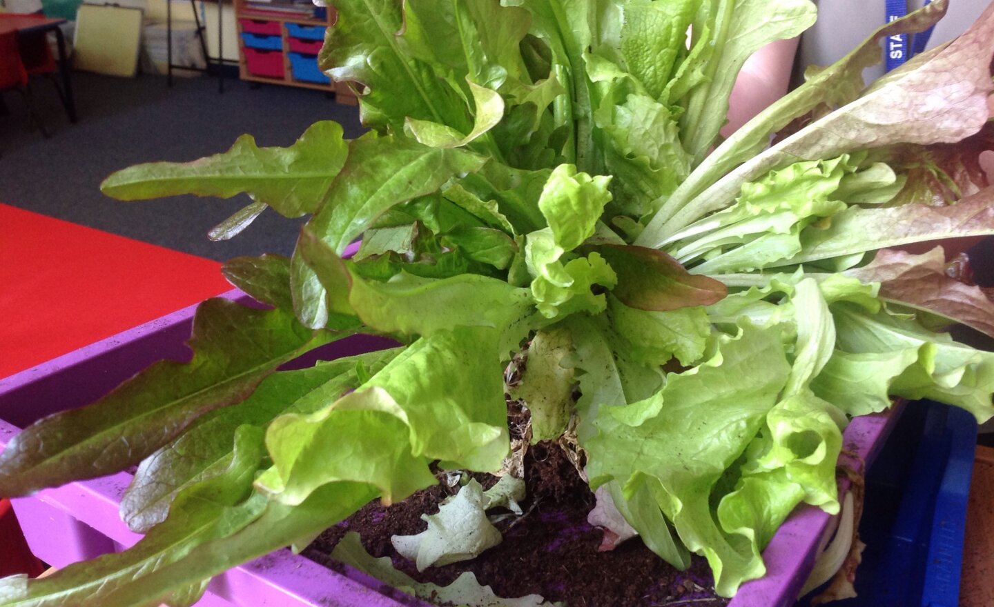 Image of Year 2's Lettuce