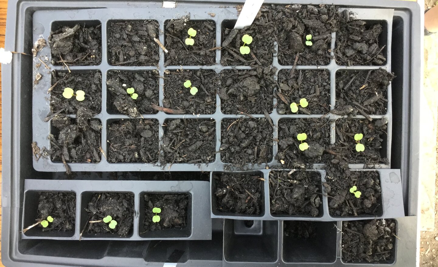 Image of Growing Space Seeds